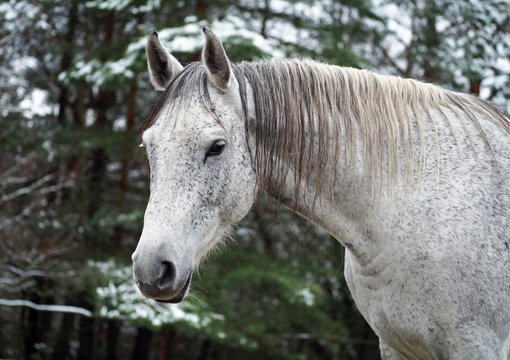 Portrait of a beautiful grey Golstein mare against the background of the winter forest