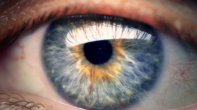 Human eye iris contracting. Extreme close up. 