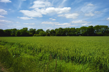 Fototapeta premium field agriculture farm crops england uk