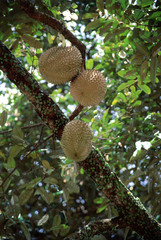 Tree with Durian fruit