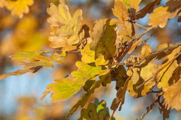 Fototapeta na wymiar Листья дуба в осеннем солнечном свете.