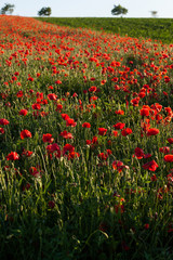 wild poppy field - Armistice day background