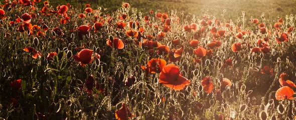 Garden poster Poppy wild poppy field - Armistice day background