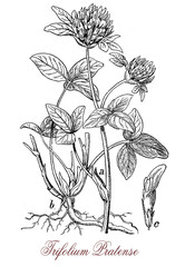Fototapeta premium Red clover or Trifolium pratense is a herbaceous flowering plant with dark pink flowers, used as fodder crop, green manure crop and in alternative medicine.