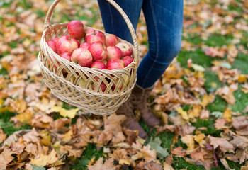 woman with basket of apples at autumn garden