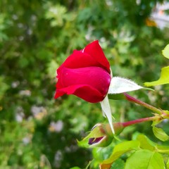 Obraz premium rose