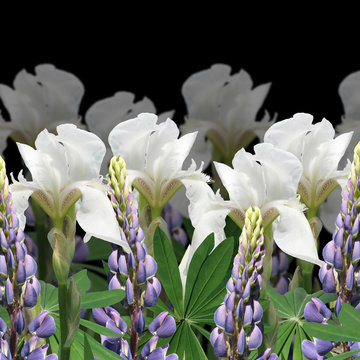Beautiful floral background of blue lupine and white iris 