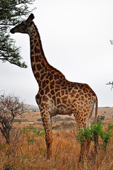 Sud Africa, 28/09/2009: una giraffa mangia le foglie nella Hluhluwe Imfolozi Game Reserve, la più antica riserva naturale istituita in Africa nel 1895 nel KwaZulu-Natal, la terra degli Zulu
