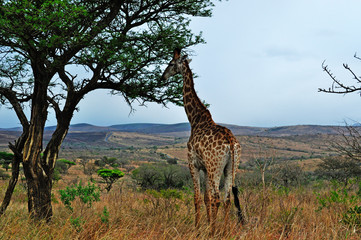 Sud Africa, 28/09/2009: una giraffa mangia le foglie nella Hluhluwe Imfolozi Game Reserve, la più antica riserva naturale istituita in Africa nel 1895 nel KwaZulu-Natal, la terra degli Zulu