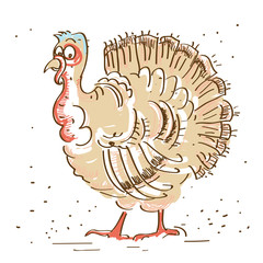 Thanksgiving turkey isolated on white
