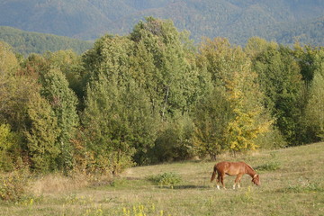 Naklejka na ściany i meble Hutsul horse, known as Gutsulik or Gutsul - rock domestic horses, which bred in the Carpathian Mountains and some Eastern European countries