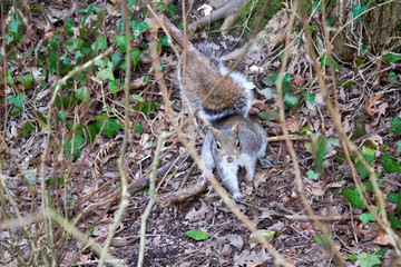 Wild Squirrel