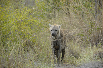 Spotted Hyena, Kruger National Park, South Africa