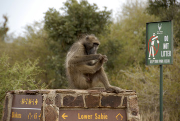 Chacma Baboon sitting on sign wall grooming, Kruger National Park, South Africa