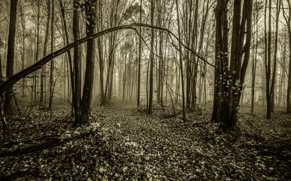 Fototapeta Foggy Forest Path In Michigan. Foggy forest leaf strewn path winding through a northern Michigan forest. Horizontal in black and white with copy space in the foreground