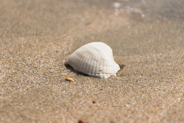 Fototapeta na wymiar Sand and Shell