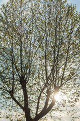 oak tree sunshine rays