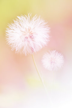 Fototapeta Dandelions Flower Soft Focus For Background
