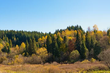 Fototapeten Fallen The coniferous and deciduous wood in yellow paints in the fall on the hill  © AlexKing