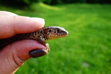 Fototapeta premium Lizard in the hands of man
