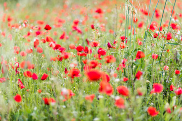 Mohnblumen am Feldrand