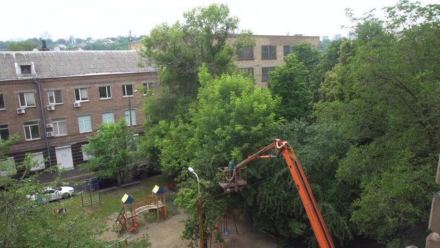Professional Arborist Cuts Branches of Old Tree