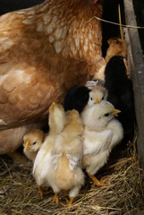 Chicken with chicks in the nest