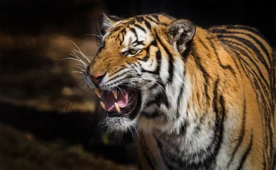 Foto op Plexiglas Tiger  © Brittany
