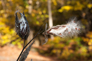 Milkweed