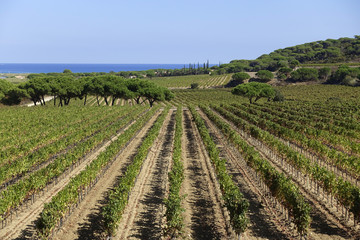 Fototapeta na wymiar Côtes de Provence