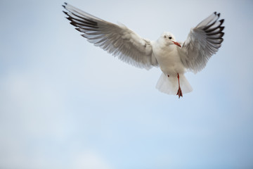 Handycap