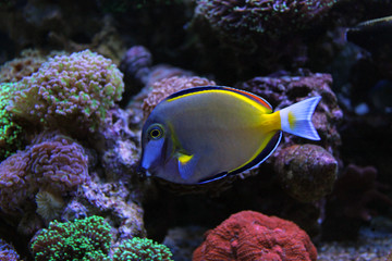 Fototapeta premium Powder Brown Tang (Acanthurus japonicus)
