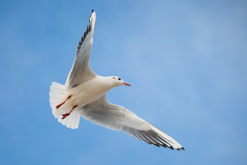 Möwe vor blauem Himmel