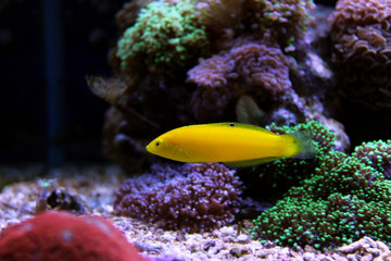 Yellow Wrasse (Halichoeres chrysus) 