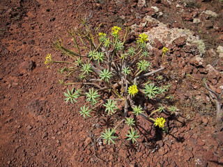 Spurge, milkweed plants on a red sandy volcanic hillside. Lanzarote, Canary Islands, Spain