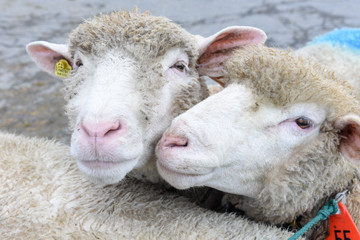 Closeup of two sheep