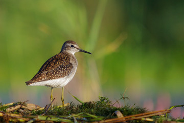 Wood Sandpiper - Tringa glareola