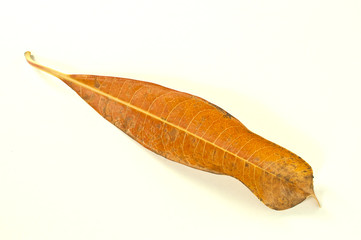 Leaves on a white background