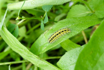 Caterpillar