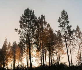Obraz na płótnie Canvas Pine trees silhouettes