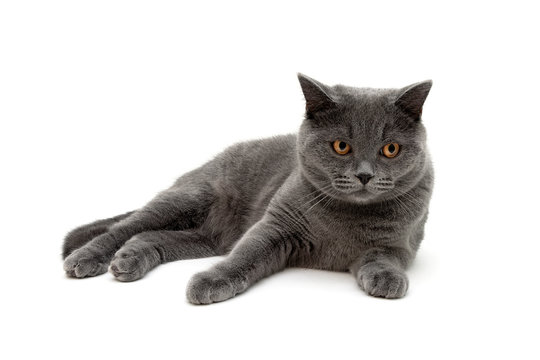 cat breed scottish-straight on a white background