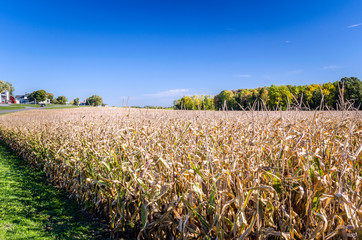 Corn Field and Blue Sky