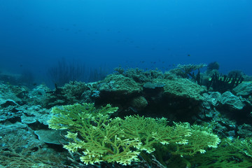 coral life diving Papua New Guinea Pacific Ocea