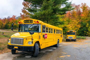 Yellow School Buses with Colourful Autumn Trees in Background