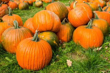Pumpkins in a Field. 
