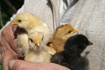 Small chicken in human hands