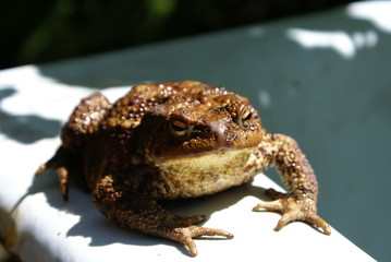 Toad basking in the sun