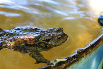 Toad in water