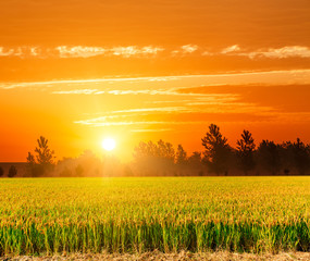 Obraz premium ripe rice on farmland at sunset