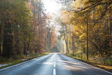 Empty wet country road with foliage trees on a late autumn day